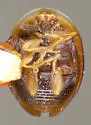 Holopsis convexa - photo 2