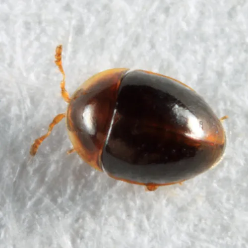 Holopsis marginicollis - photo 2