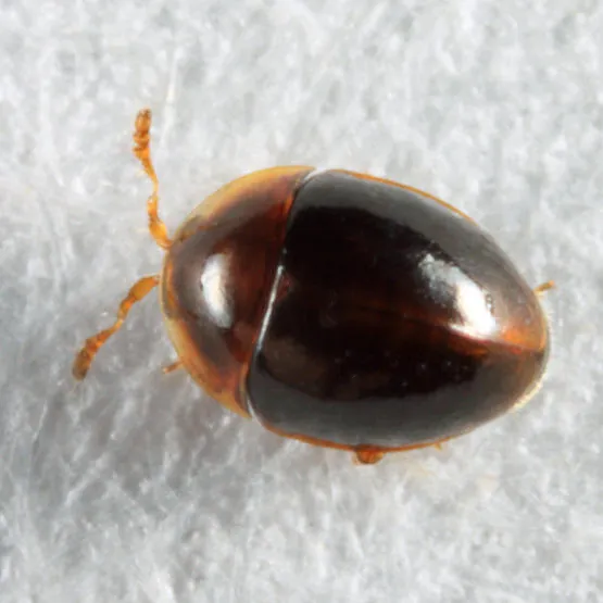 Holopsis marginicollis - photo 3