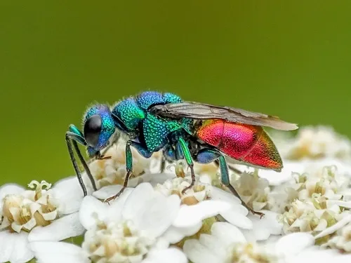 Holopyga generosa