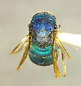 Holopyga horus