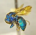 Holopyga horus - photo 2