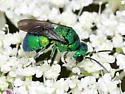 Holopyga ventralis - photo 2
