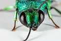 Holopyga ventralis - photo 4