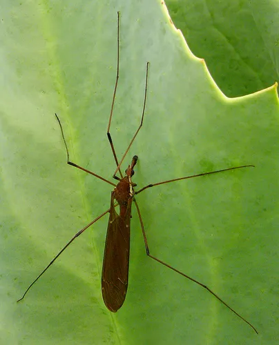 Giant Western Crane Fly - photo 2