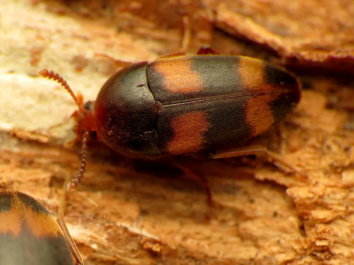Holostrophus bifasciatus - photo 2