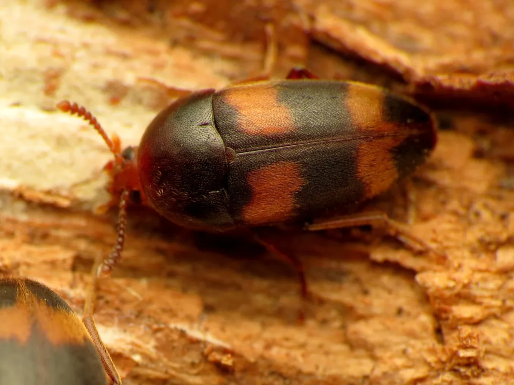 Holostrophus bifasciatus - photo 3