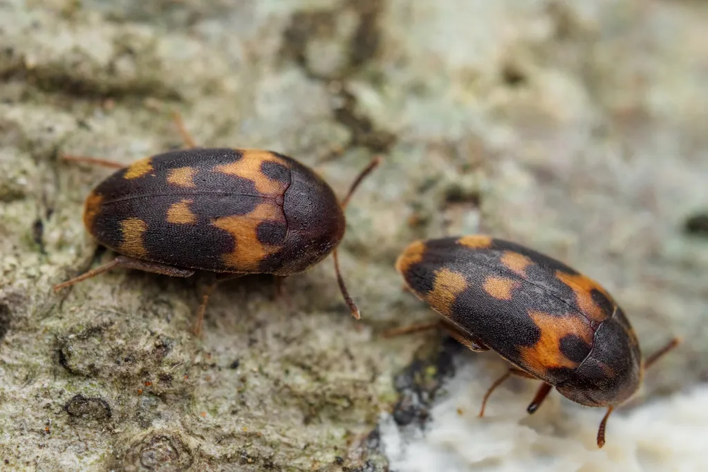 Holostrophus orientalis - photo 2