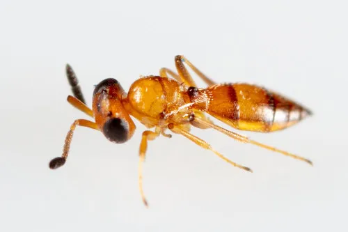 Holoteleia armigera