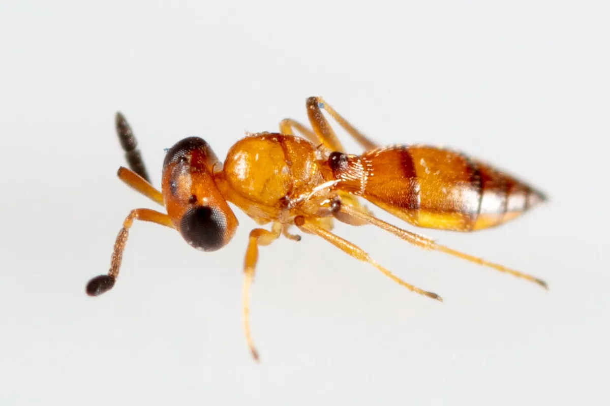 Holoteleia armigera - photo 3