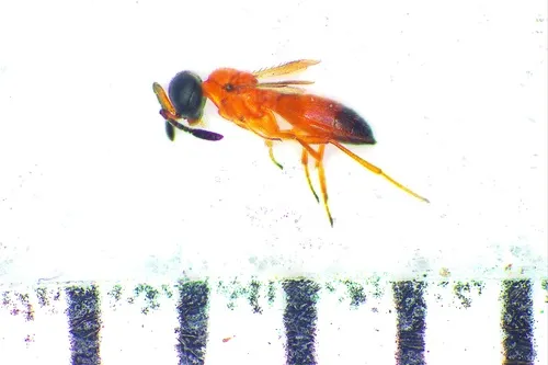 Holoteleia nigriceps
