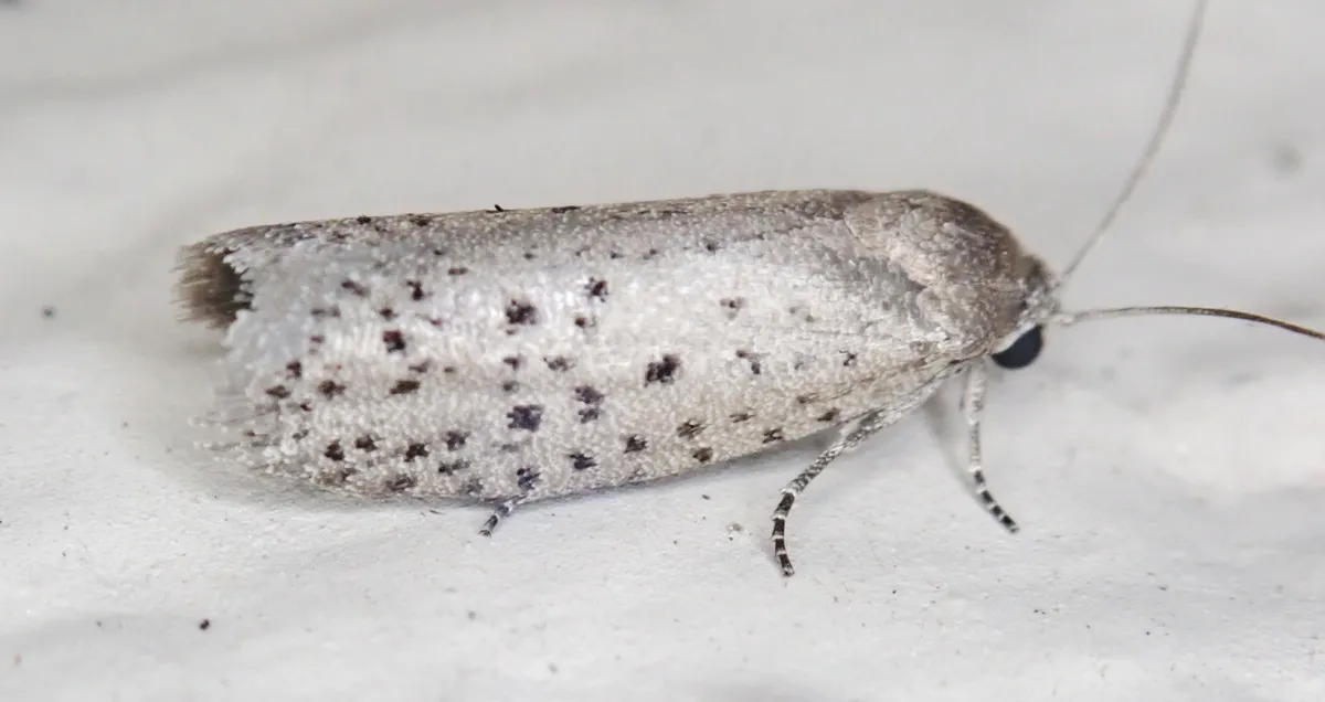 Mimosa Webworm Moth - Hodges#2353