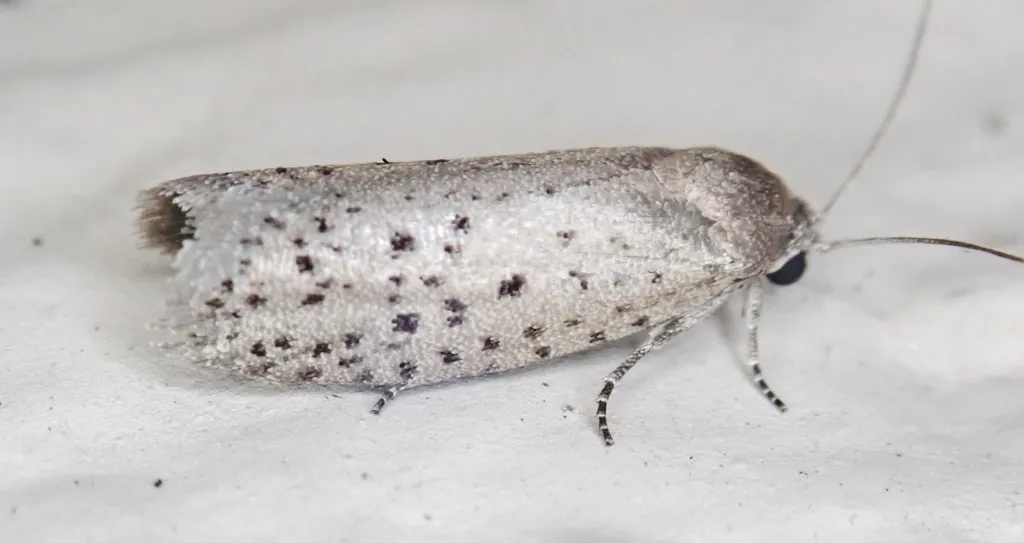 Mimosa Webworm Moth - Hodges#2353 - photo 2