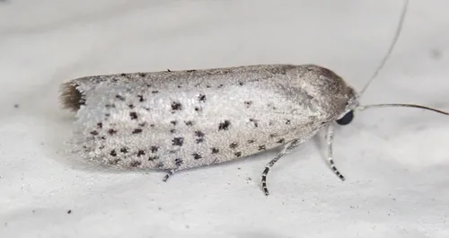 Mimosa Webworm Moth - Hodges#2353 - photo 3