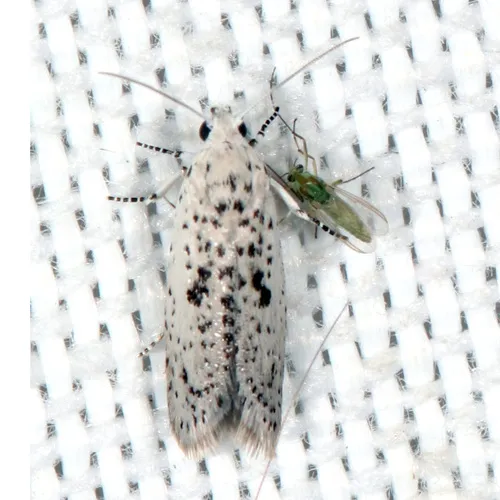 Homadaula lasiochroa