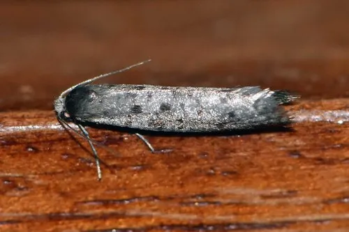 Homadaula myriospila