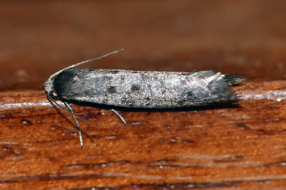 Homadaula myriospila - photo 2