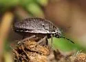 Homaemus aeneifrons - photo 2