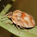Homaemus aeneifrons - photo 3