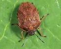 Homaemus aeneifrons - photo 4
