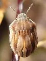Homaemus parvulus - photo 2