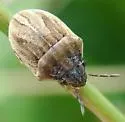 Homaemus parvulus - photo 4