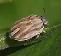 Homaemus parvulus - photo 5