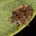 Homaemus variegatus