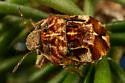 Homaemus variegatus - photo 2