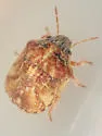 Homaemus variegatus - photo 3