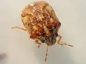 Homaemus variegatus - photo 4