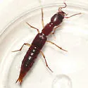 Homaeotarsus badius