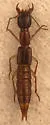 Homaeotarsus badius - photo 2