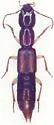 Homaeotarsus badius - photo 4