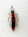 Homaeotarsus bicolor