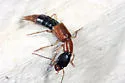 Homaeotarsus bicolor - photo 2