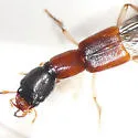 Homaeotarsus bicolor - photo 3