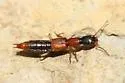 Homaeotarsus bicolor - photo 4