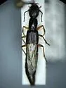 Homaeotarsus californicus