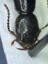 Homaeotarsus californicus - photo 2