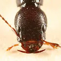 Homaeotarsus cinctus - photo 2