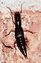 Homaeotarsus cinctus - photo 4