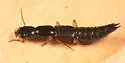 Homaeotarsus cinctus - photo 5