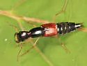 Homaeotarsus cribratus - photo 2