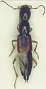 Homaeotarsus cribratus - photo 3