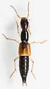Homaeotarsus cribratus - photo 4