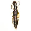 Homaeotarsus floridanus