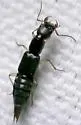 Homaeotarsus floridanus - photo 2