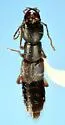 Homaeotarsus floridanus - photo 4