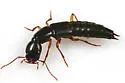 Homaeotarsus pallipes
